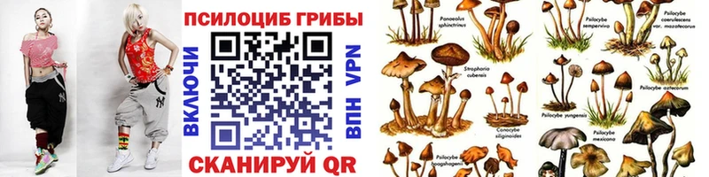 Галлюциногенные грибы Psilocybe  Купить где  Онега 